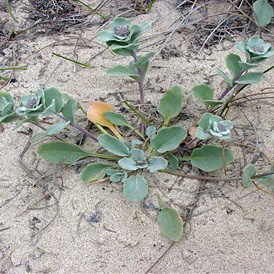 Beach Spectaclepod (Dithyrea maritima)